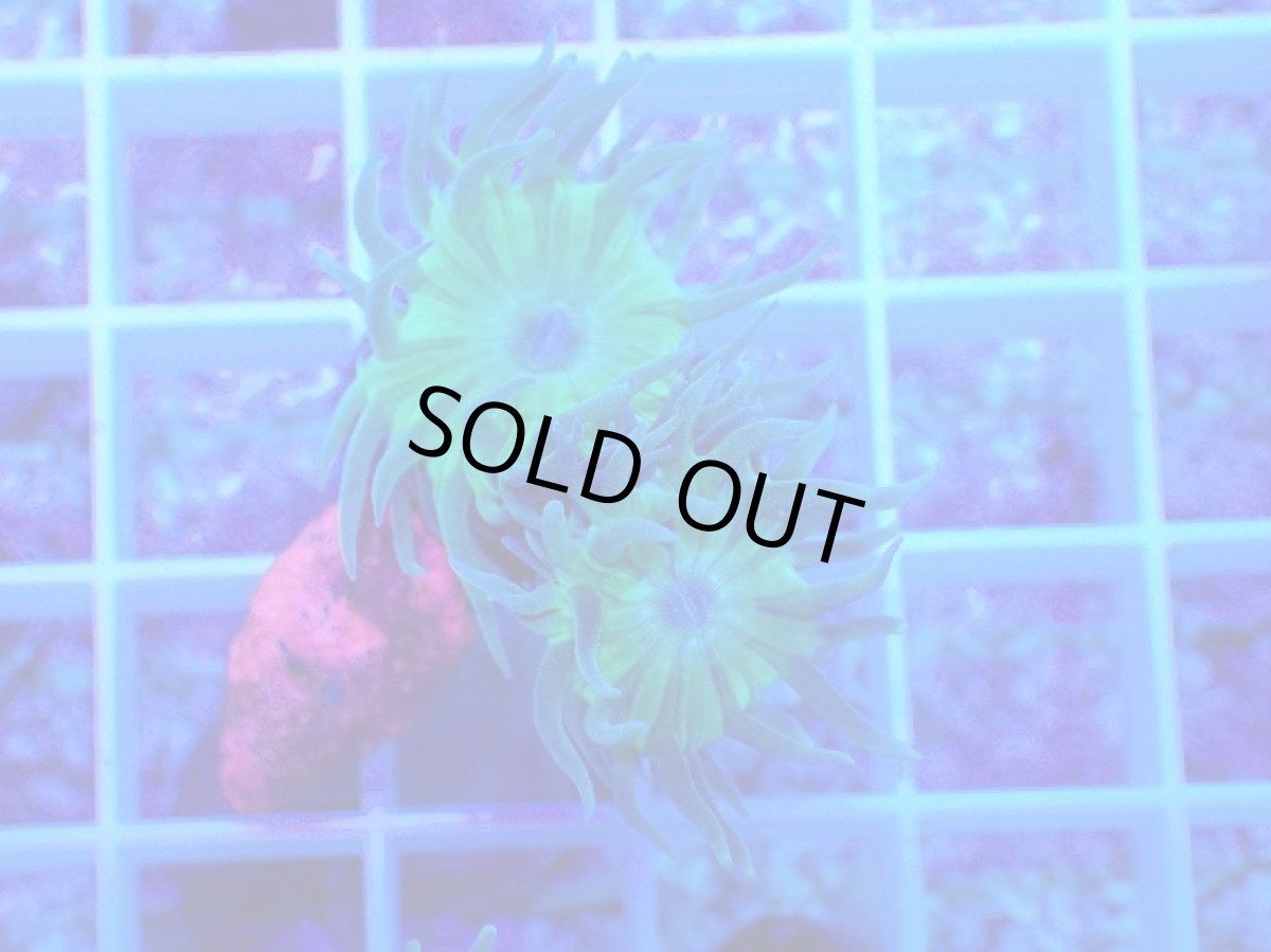 画像1: No.2 オーストラリア産 ウィスカーズコーラル (1)