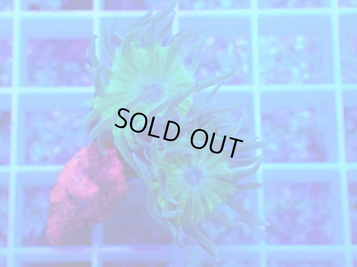 画像2: No.2 オーストラリア産 ウィスカーズコーラル (2)