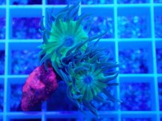 画像2: No.2 オーストラリア産 ウィスカーズコーラル (2)