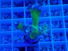 画像1: No.3 オーストラリア産 ウィスカーズコーラル (1)