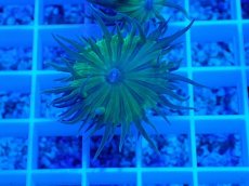 画像1: No.4 オーストラリア産 ウィスカーズコーラル (1)