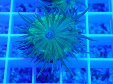 画像2: No.4 オーストラリア産 ウィスカーズコーラル (2)