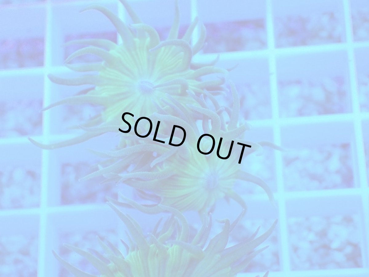 画像1: No.5 オーストラリア産 ウィスカーズコーラル (1)