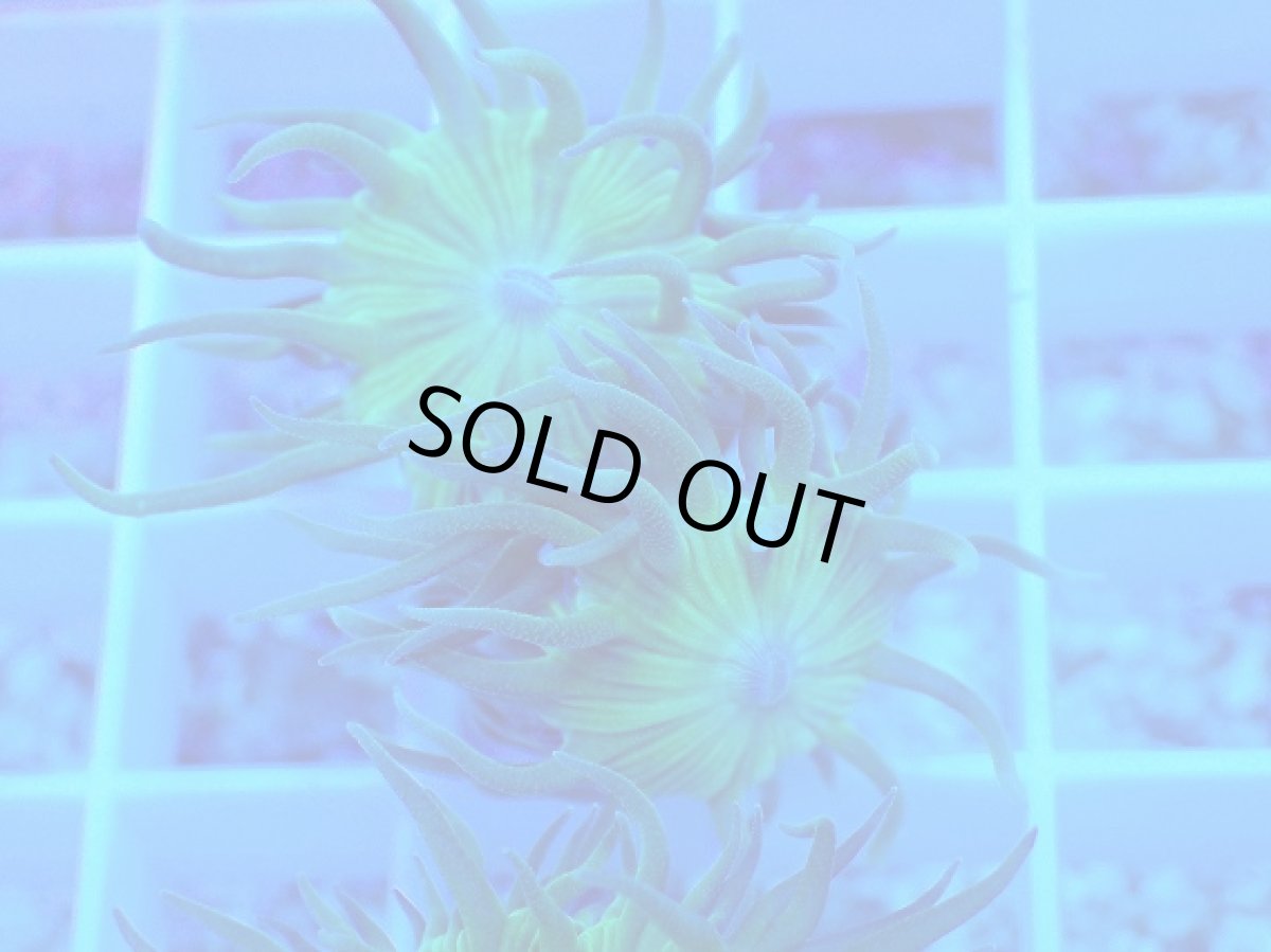 画像2: No.5 オーストラリア産 ウィスカーズコーラル (2)