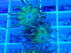 画像2: No.5 オーストラリア産 ウィスカーズコーラル (2)