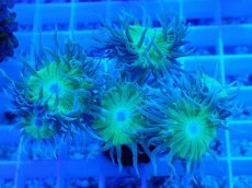 画像1: No.6 オーストラリア産 ウィスカーズコーラル (1)