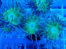 画像2: No.6 オーストラリア産 ウィスカーズコーラル (2)