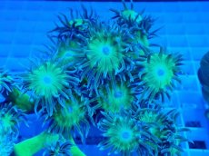 画像2: No.7 オーストラリア産 ウィスカーズコーラル (2)