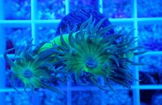 画像2: No.8 オーストラリア産 ウィスカーズコーラル (2)