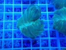 画像1: No.14 フォックスコーラル (1)