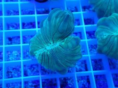 画像2: No.14 フォックスコーラル (2)