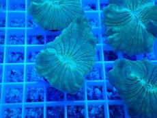 画像1: No.15 フォックスコーラル (1)