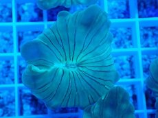 画像2: No.16 フォックスコーラル (2)