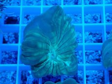 画像1: No.17 フォックスコーラル (1)