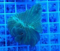 画像1: No.18 フォックスコーラル (1)