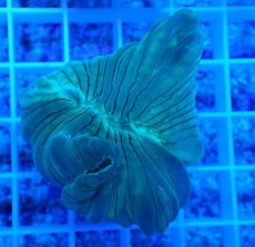 画像2: No.18 フォックスコーラル (2)