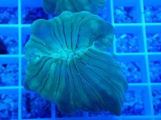 画像1: No.19 フォックスコーラル (1)