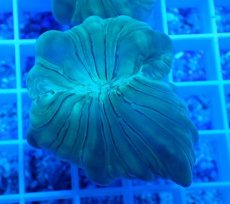 画像2: No.19 フォックスコーラル (2)