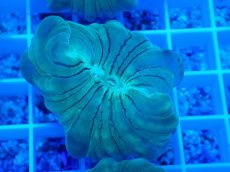 画像1: No.20 フォックスコーラル (1)