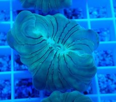 画像2: No.20 フォックスコーラル (2)