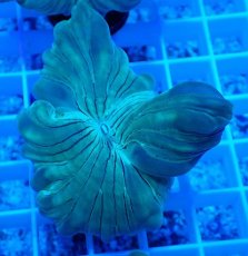 画像1: No.21 フォックスコーラル (1)