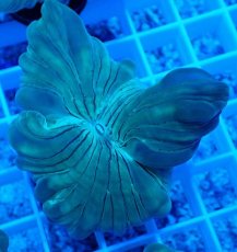 画像2: No.21 フォックスコーラル (2)