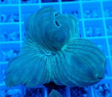 画像1: No.22 フォックスコーラル (1)