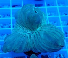 画像2: No.22 フォックスコーラル (2)