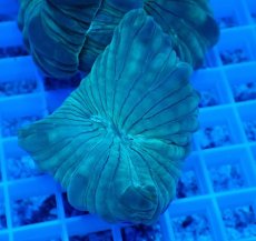 画像1: No.23 フォックスコーラル (1)