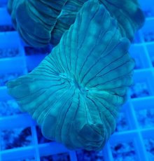 画像2: No.23 フォックスコーラル (2)