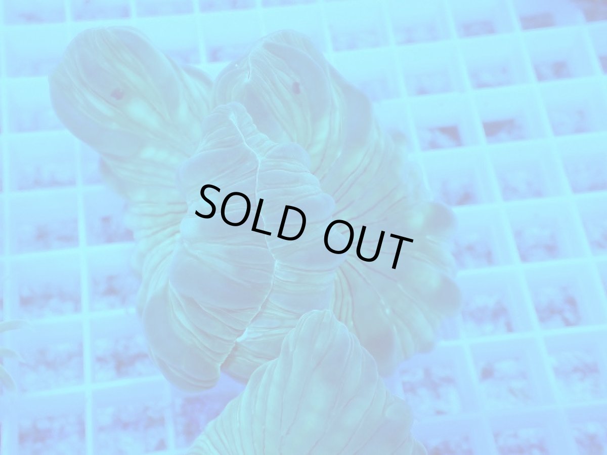 画像1: No.24 フォックスコーラル (1)