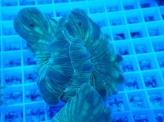 画像1: No.24 フォックスコーラル (1)