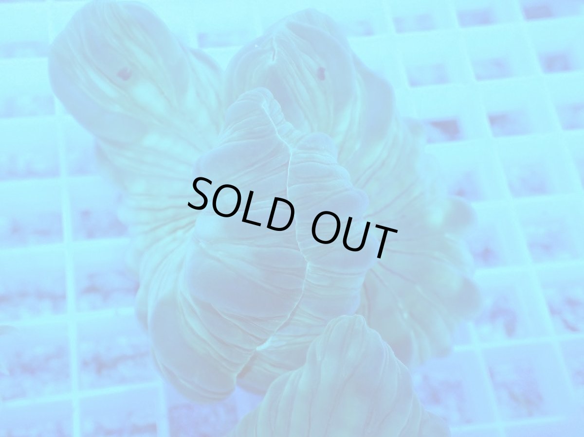 画像2: No.24 フォックスコーラル (2)