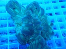 画像2: No.24 フォックスコーラル (2)