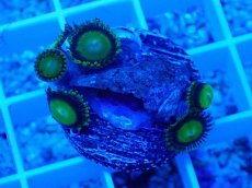 画像1: No.20 マメスナギンチャク メタリックグリーン (1)