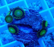 画像2: No.20 マメスナギンチャク メタリックグリーン (2)