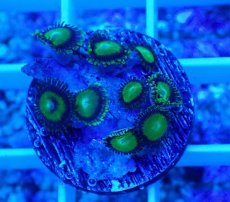 画像1: No.21 マメスナギンチャク メタリックグリーン (1)