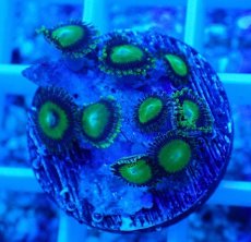 画像2: No.21 マメスナギンチャク メタリックグリーン (2)