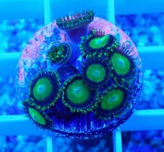 画像1: No.22 マメスナギンチャク メタリックグリーン (1)