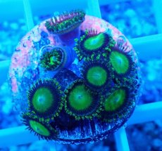 画像2: No.22 マメスナギンチャク メタリックグリーン (2)