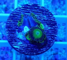 画像1: No.23 マメスナギンチャク メタリックグリーン (1)