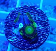 画像2: No.23 マメスナギンチャク メタリックグリーン (2)