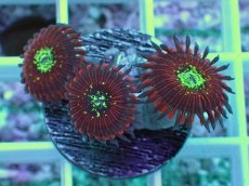 画像1: No.24 マメスナ Magician zoa (1)