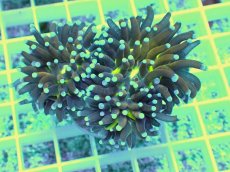 画像1: No.1 ゴールドジョーカー (1)