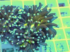 画像2: No.1 ゴールドジョーカー (2)