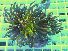 画像1: No.2 ゴールドジョーカー　１ヘッド (1)