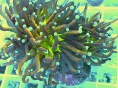 画像2: No.2 ゴールドジョーカー　１ヘッド (2)