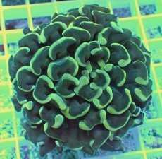 画像1: No.3 ナガレハナサンゴ イエロー (1)