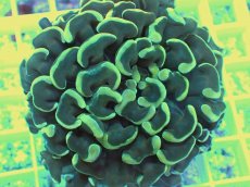 画像2: No.3 ナガレハナサンゴ イエロー (2)