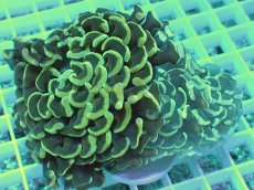 画像1: No.4 ナガレハナサンゴ イエロー (1)